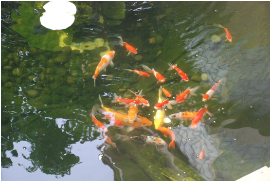 魚(yú)池水處理設(shè)備