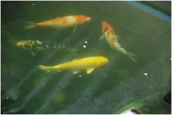 景觀魚(yú)池水處理